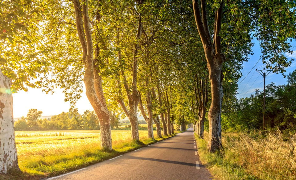 portrait of a road with trees
